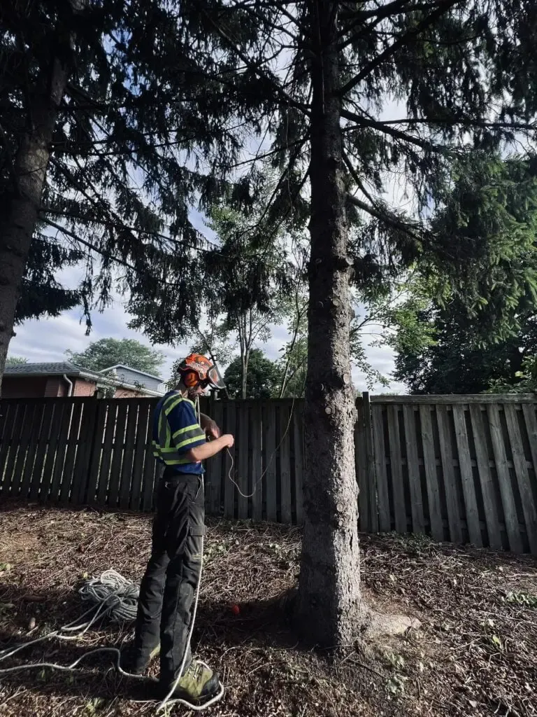 GreenCare performing Tree Trimming & Pruning
